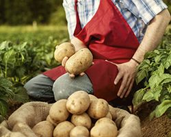 купить семенной картофель купить семенной картофель