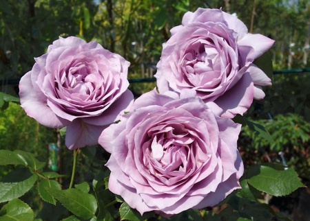 Роза английская Новалис v5 Lav 