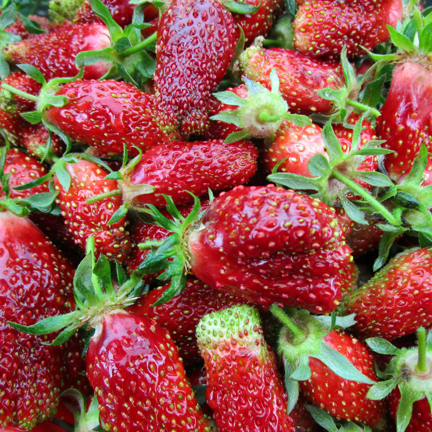 Землеклубника купчиха. Земклуника купчиха. Земляника садовая купчиха. Сорт клубники купчиха. Как выглядит клубника купчиха.