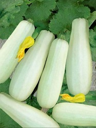 купить семена кабачков купить семена кабачков