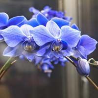 купить орхидею фаленопсис