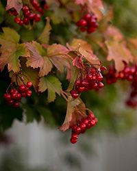 купить саженцы калины купить саженцы калины