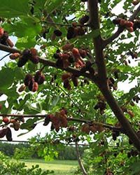 саженцы шелковицы купить в москве саженцы шелковицы купить в москве