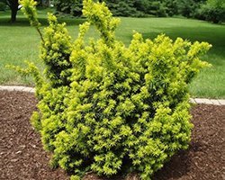 саженцы тисса купить саженцы тисса купить