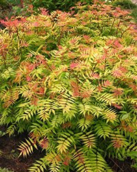 купить рябинник рябиннолистный купить рябинник рябиннолистный