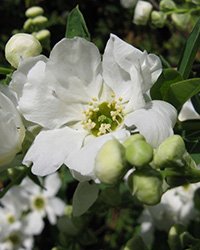 купить экзохорду купить экзохорду