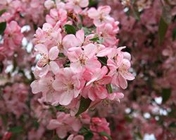 Саженцы декоративной яблони купить Декоративную яблоню купить