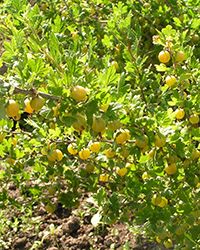 купить саженцы крыжовника в москве купить саженцы крыжовника в москве