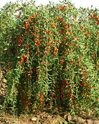 саженцы ягод годжи купить саженцы ягод годжи купить