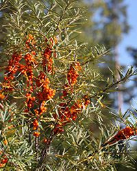 купить саженцы облепихи в Москве купить саженцы облепихи в Москве