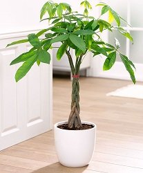 купить пахиру купить пахиру