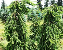 купить ель пендула купить ель пендула