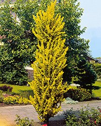 купить дерево вяза купить дерево вяза