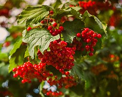 Саженец калины купить в Москве Саженец калины купить в Москве