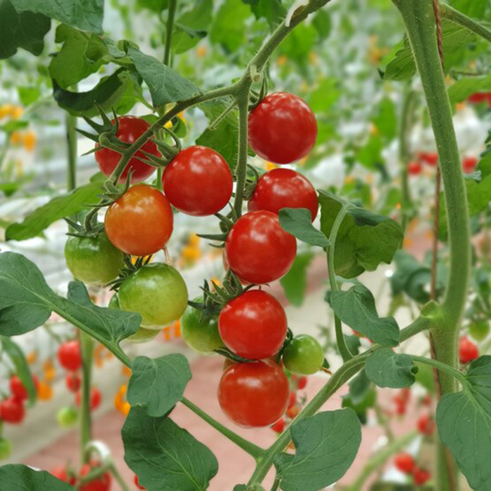 помидоры помидоры