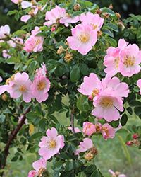 купить саженцы шиповника в москве купить саженцы шиповника в москве