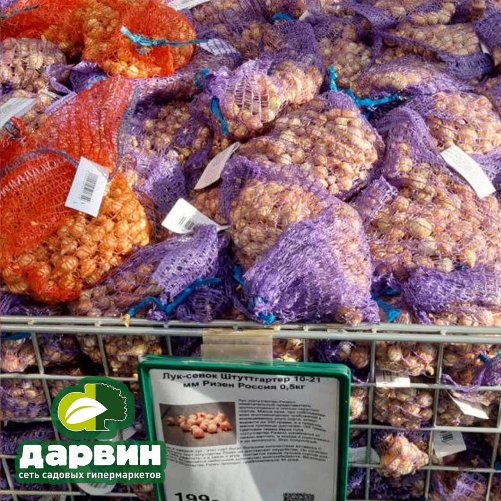 лук-севок лук-севок