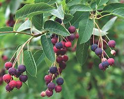 купить саженцы ирги купить саженцы ирги