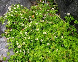 купить стефанандру криспа купить стефанандру криспа