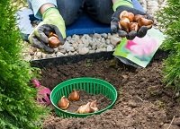 купить корзину для луковичных купить корзину для луковичных