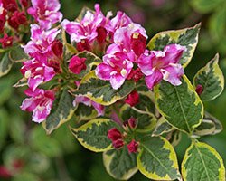 кустарник вейгела купить кустарник вейгела купить