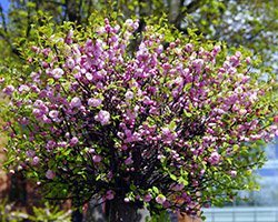 купить саженцы миндаля купить саженцы миндаля