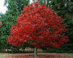 купить саженцы дуба купить саженцы дуба