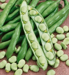 семена бобов семена бобов