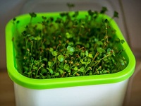 купить семена микрозелени купить семена микрозелени