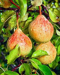 саженцы груш купить в москве саженцы груш купить в москве