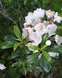 купить саженцы кальмии купить саженцы кальмии