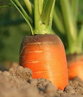 морковь семена купить
