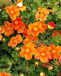 кустарниковая лапчатка купить кустарниковая лапчатка купить