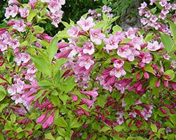 купить саженцы вейгелы купить саженцы вейгелы