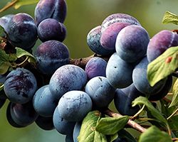 саженцы сливы купить саженцы сливы купить