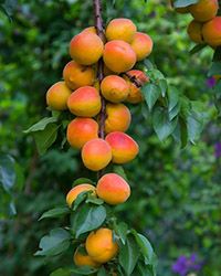 купить саженцы абрикоса купить саженцы абрикоса