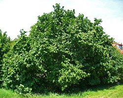 саженцы лещины купить в Москве саженцы лещины купить в Москве