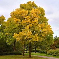 купить саженцы ясеня купить саженцы ясеня