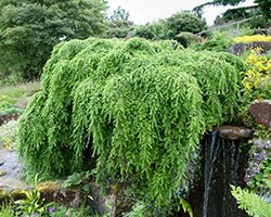 купить тсугу канадскую купить тсугу канадскую