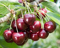 купить саженцы дюка купить саженцы дюка