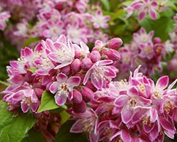 купить саженцы дейции купить саженцы дейции