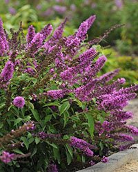 купить саженцы буддлеи купить саженцы буддлеи