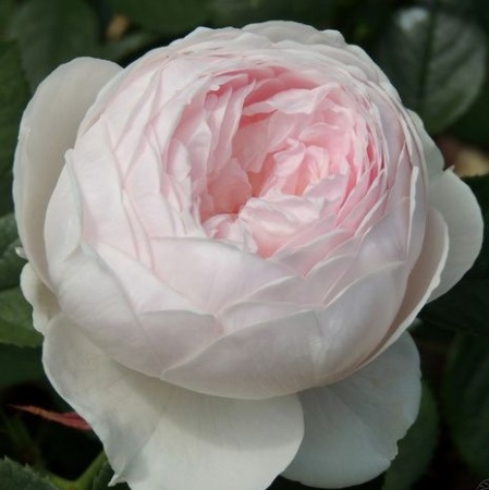 Роза флорибунда Герцогиня Кристиана v5 Dem 