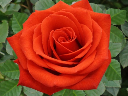 Роза чайно-гибридная Сантана  v5 Lav 