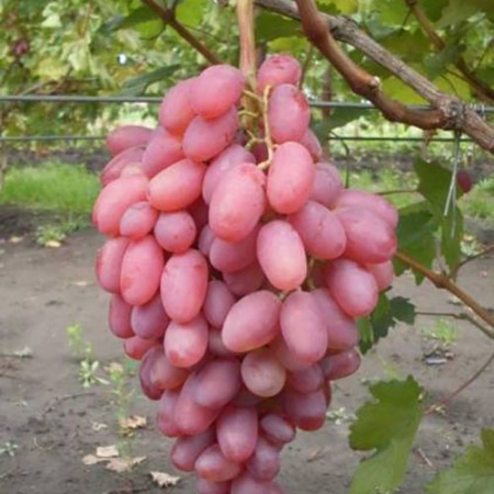 Виноград плодовый Виктор, розовый в коробке Tim 