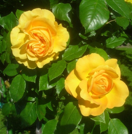 Роза чайно-гибридная Желтый Остров в коробке Аэлита 