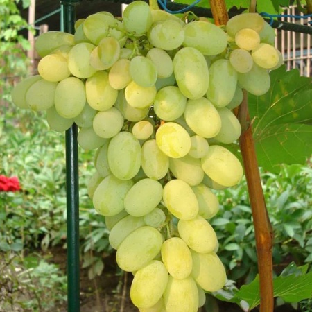 Виноград плодовый Надежный, желтый v5 Tim 