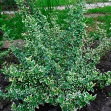 Бересклет форчуна Эмералд гаети P14 15-20 CM Tw по цене  Бересклет форчуна Эмералд гаети P14 15-20 CM Tw