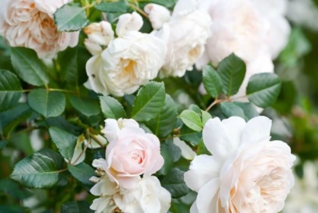 Роза флорибунда Крокус v5 Lav 