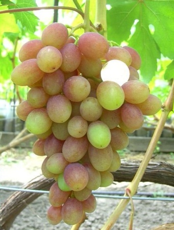 Виноград плодовый Паланга, желтый v5 Tim 